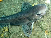 Dogfish shark