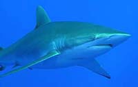 Grey reef shark