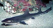 Gray Smoothhound Shark