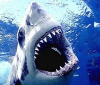 The great white shark