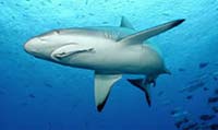 Grey reef shark