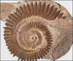 Helicoprion