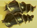 Horn shark eggs