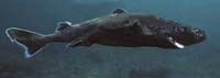 Lantern Shark