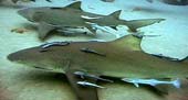 Lemon Shark