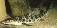 Leopard shark