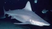 Northern Whaler Shark