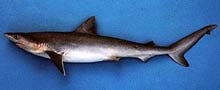 Pacific Sharpnose Shark