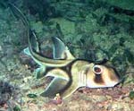 Portjackson Shark