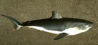 Salmon shark