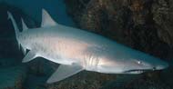 Sandtigers Shark