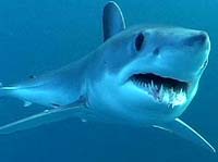 Shortfin mako shark