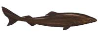 Sleeper Shark