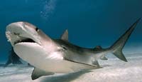 Tiger shark