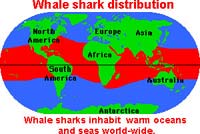 Whale Shark Distribution