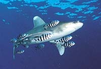 Oceanic whitetip