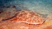 Angel Shark