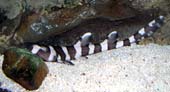 Bamboo sharks