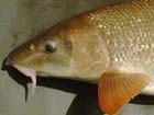 Barbel