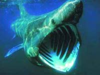 Basking Sharks