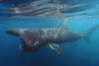 Basking Sharks