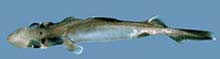 Birdbeak Dogfish Shark