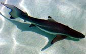 Blacktip Shark