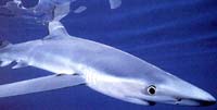 Blue shark