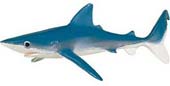 Blue shark