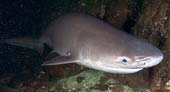 Bluntnose sixgill shark