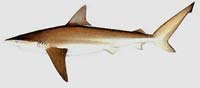 Bronze whaler sharks