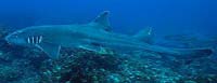 Brownbanded bamboo shark