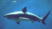 Bull Shark