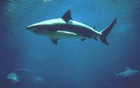 Bull sharks