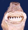 Cookiecutter Shark