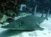 Crocodile Shark