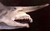 Goblin Shark