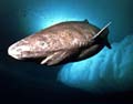 Greenland Shark