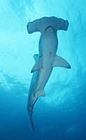 The great hammerhead shark