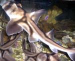 Horn shark