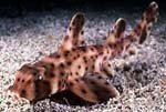 Horn Shark