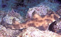 Horn shark