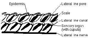 Lateralis System