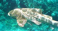 Leopard shark