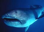 Megamouth Shark