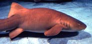 Nurse Sharks