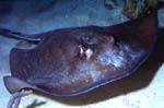 Pacific Angelshark