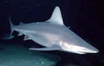 Sandbar Shark