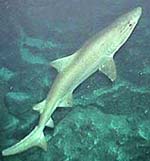 Sand tiger sharks