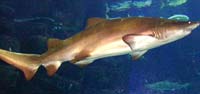 Sand tiger sharks